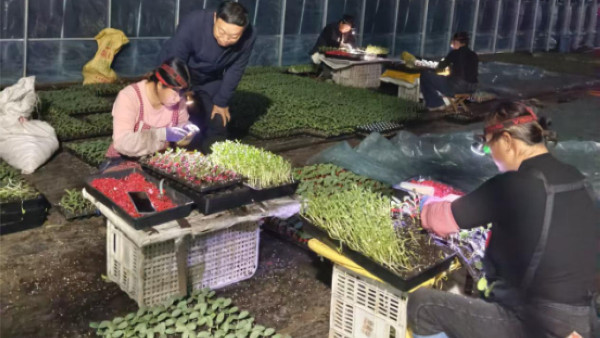 新春走基層 | 夏邑縣：科技特派員寒冬送技 守護(hù)西瓜育苗